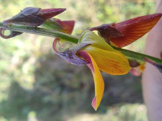 flores herbario